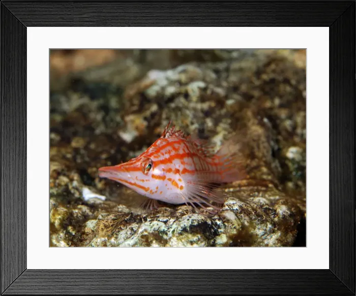 Framed Print : Longnose Hawkfish. Indo-Pacific and Red Sea reefs Framed Print : Longnose Hawkfish. Indo-Pacific and Red Sea reefs