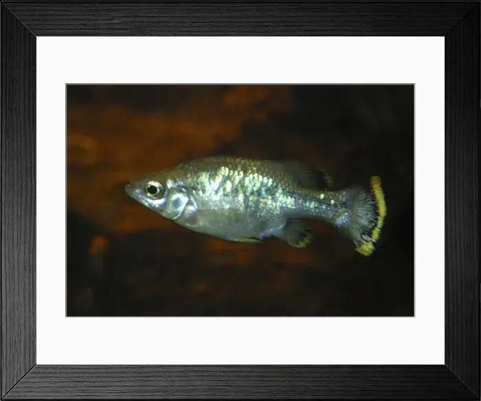Framed Print : Butterfly Goodeid: live- bearing desert fish believed extinct until rediscovered in a swimming pool in Western Mexico, 1996 Framed Print : Butterfly Goodeid: live- bearing desert fish believed extinct until rediscovered in a swimming pool in Western Mexico, 1996
