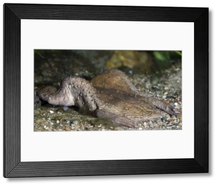 Framed Print : Surinam Toad: freshwaters tropical South America Framed Print : Surinam Toad: freshwaters tropical South America