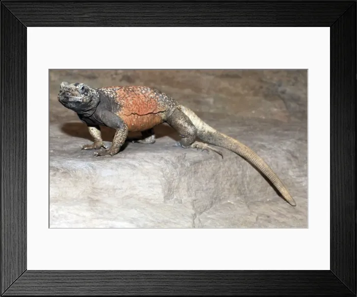 Framed Print : Chuckwalla Lizard- desert regions of south western USA Framed Print : Chuckwalla Lizard- desert regions of south western USA