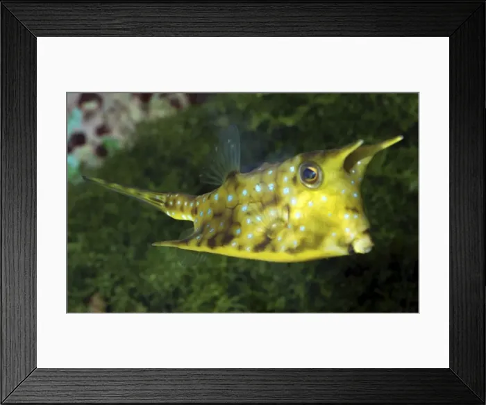 Framed Print : Longhorn Cowfish. Reefs in Indo-Pacific and Red sea Framed Print : Longhorn Cowfish. Reefs in Indo-Pacific and Red sea