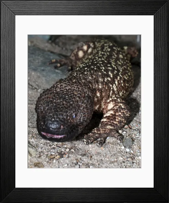 Framed Print : Beaded Lizard: venomous lizard, Mexico & Guatemala Framed Print : Beaded Lizard: venomous lizard, Mexico & Guatemala