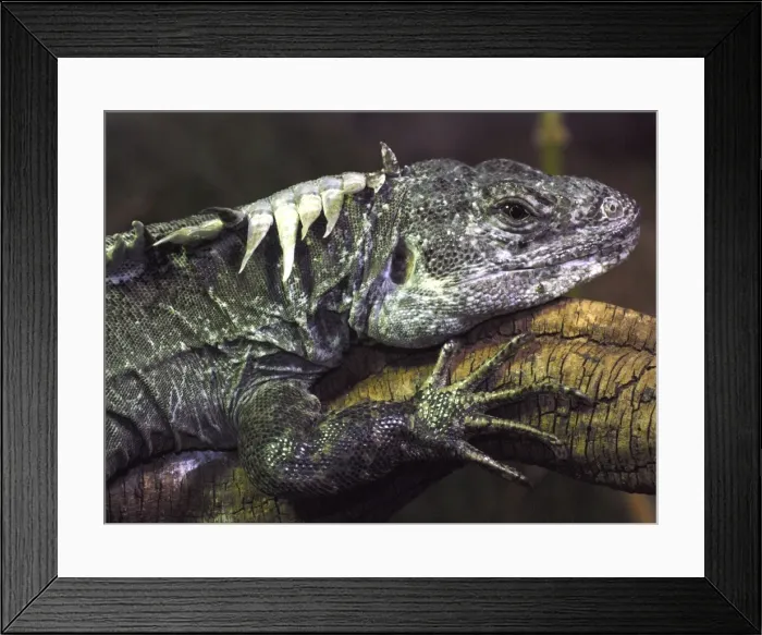 Framed Print : Utilan Spiny Tailed Iguana- Utila Island, Honduras, Critically Endangered Framed Print : Utilan Spiny Tailed Iguana- Utila Island, Honduras, Critically Endangered
