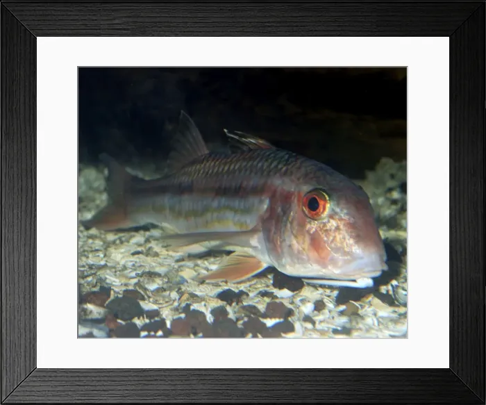Framed Print : Red Mullet. Lives on the bottom in shallow waters, east Atlantic and English Channel
