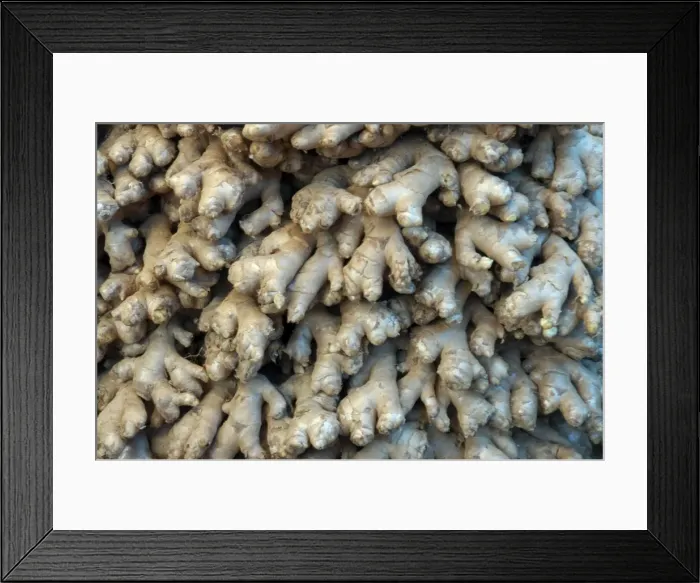 Framed Print : Root Ginger: aromatic roots from cultivated plants. India