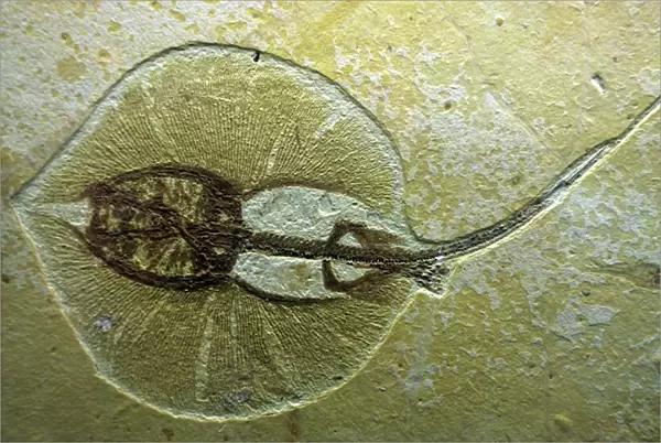 Fossil Sting Ray from Wyoming. Eocene
