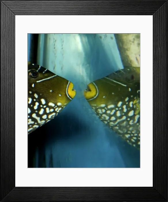 Framed Print : Triggerfish attacking its own reflection Framed Print : Triggerfish attacking its own reflection