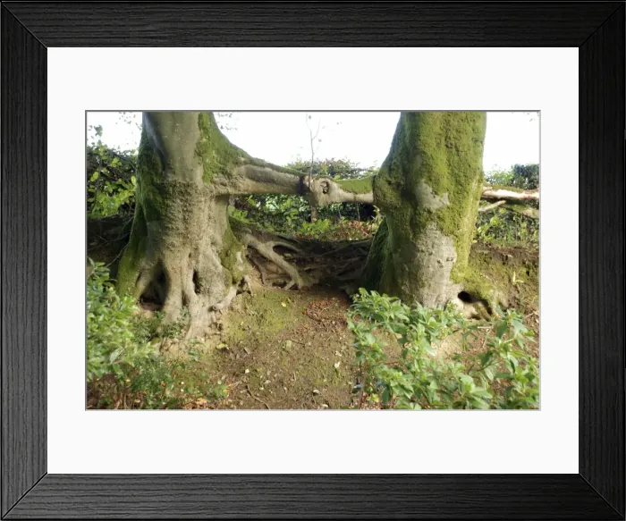 Framed Print : Beech Trees: shaking hands'. Branches of two adjacent trees have become fused together Framed Print : Beech Trees: shaking hands'. Branches of two adjacent trees have become fused together