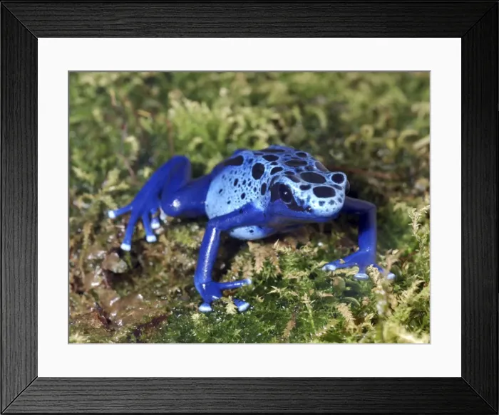Framed Print : Blue Poison Arrow Frog: tropical South America Framed Print : Blue Poison Arrow Frog: tropical South America