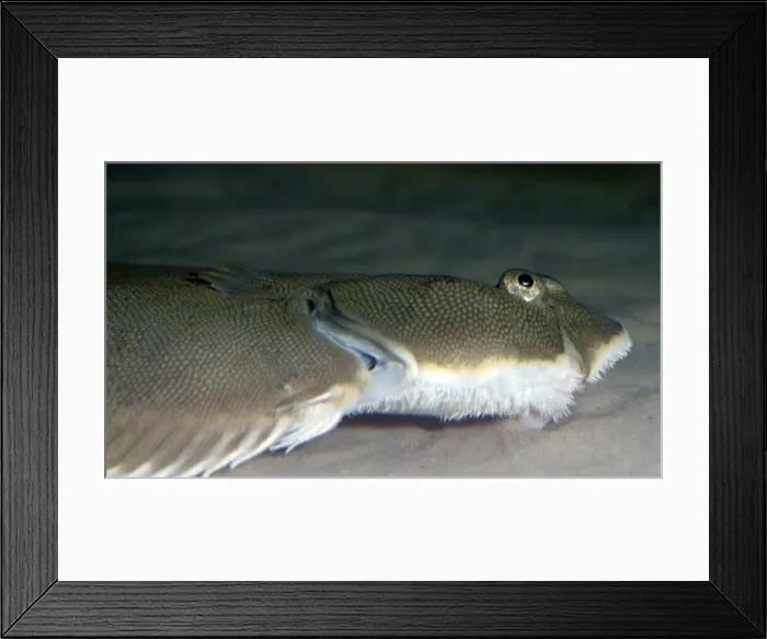Framed Print : Common / Dover Sole. Shallow waters, NE Atlantic and North Sea. Lies on its left side on the sea bed Framed Print : Common / Dover Sole. Shallow waters, NE Atlantic and North Sea. Lies on its left side on the sea bed