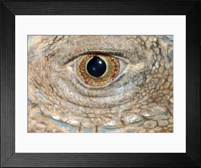 Framed Print : Iguana: eye Framed Print : Iguana: eye