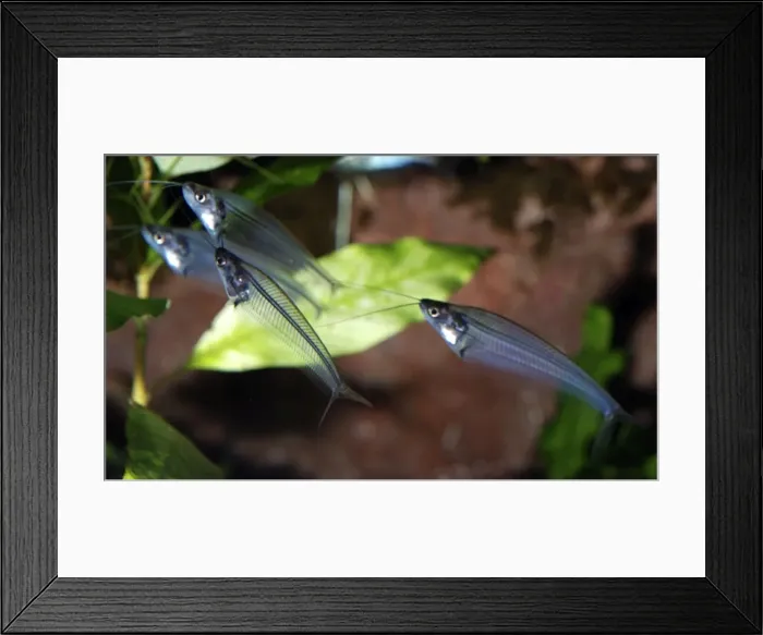 Framed Print : Glass Catfish / X-ray fish, freshwater SE Asia (Malaysia, Borneo) and parts of China Framed Print : Glass Catfish / X-ray fish, freshwater SE Asia (Malaysia, Borneo) and parts of China