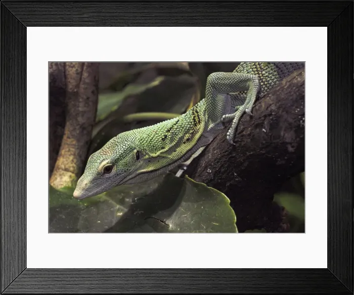 Framed Print : Green Tree Monitor. New Guinea Framed Print : Green Tree Monitor. New Guinea