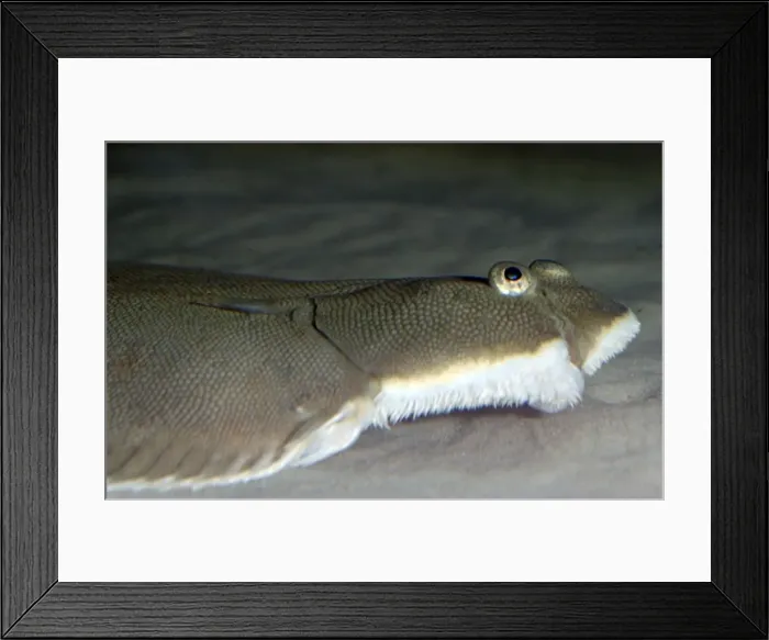 Framed Print : Dover Sole. Atlantic and North Sea. Flatfish living on seabed Framed Print : Dover Sole. Atlantic and North Sea. Flatfish living on seabed