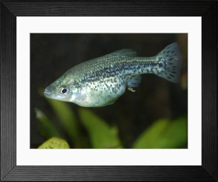 Framed Print : Butterfly Goodeid: a live- bearing desert fish believed extinct until rediscovered in a swimming pool in Western Mexico, 1996 Framed Print : Butterfly Goodeid: a live- bearing desert fish believed extinct until rediscovered in a swimming pool in Western Mexico, 1996