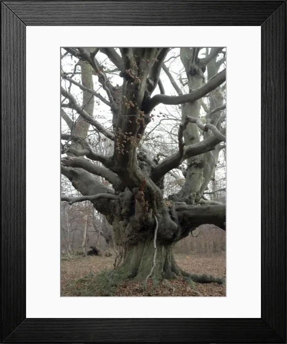 Framed Print : Beech Tree: an ancient pollard in winter, Ashridge, Chilterns. UK Framed Print : Beech Tree: an ancient pollard in winter, Ashridge, Chilterns. UK