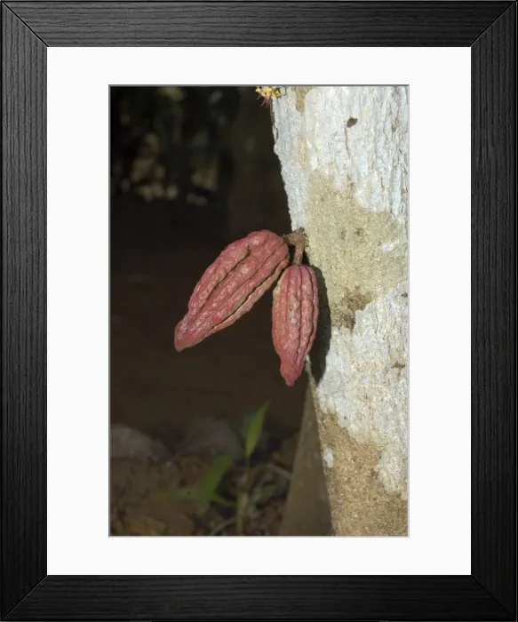 Framed Print : Cocoa: pods growing directly out of tree trunk. Native tos America, but now widely cultivated