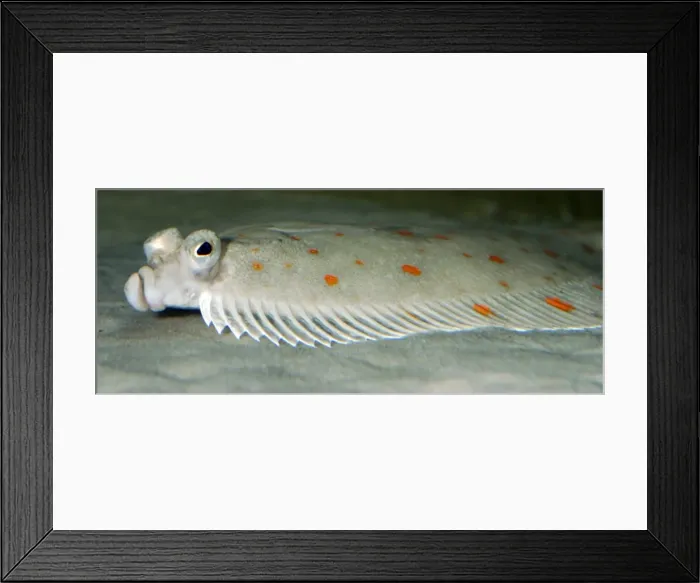 Framed Print : Plaice. Lives on seabed, lying on its left side. North east Atlantic, North Sea, Mediterranean Framed Print : Plaice. Lives on seabed, lying on its left side. North east Atlantic, North Sea, Mediterranean