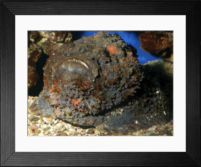 Framed Print : Stonefish- very poisonous reef fish, Indo Pacific. Has brown algae growing on it since these fish rarely move about Framed Print : Stonefish- very poisonous reef fish, Indo Pacific. Has brown algae growing on it since these fish rarely move about