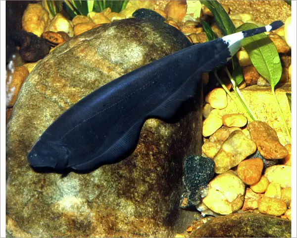 Black Ghost- knife fish, electric fish found in shallow fast flowing waters in South America (Venezuela to Paraguay)