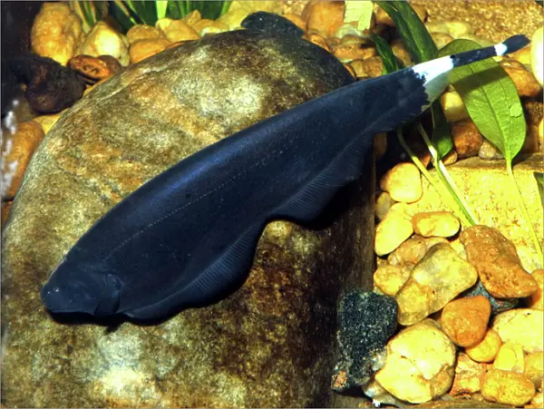 Black Ghost- knife fish, electric fish found in shallow fast flowing waters in South America (Venezuela to Paraguay)