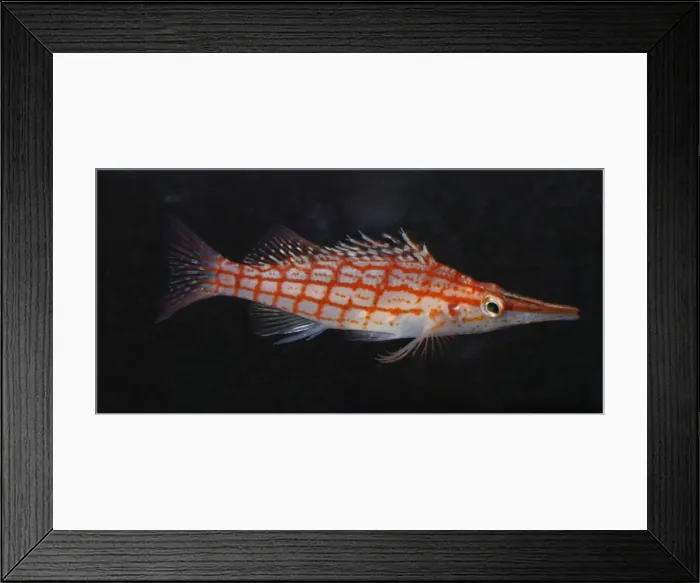 Framed Print : Longnose Hawkfish. Reefs, Indo-Pacific and Red Sea Framed Print : Longnose Hawkfish. Reefs, Indo-Pacific and Red Sea