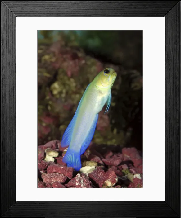 Framed Print : Yellowhead Jawfish- defending its burrow. Reefs in western central Atlantic, Florida, coast of south America Framed Print : Yellowhead Jawfish- defending its burrow. Reefs in western central Atlantic, Florida, coast of south America