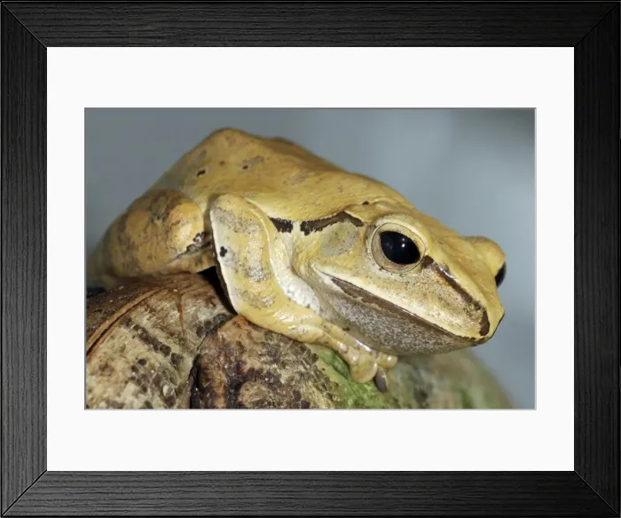 Framed Print : Golden Tree Frog- China, S. E. Asia, Philippines Framed Print : Golden Tree Frog- China, S. E. Asia, Philippines