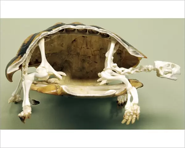 Tortoise: skeleton. Carapace opend to show internal structure