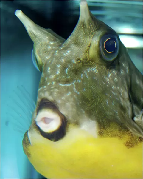 Yellow Boxfish, Trunk /  Cowfish. Indo-Pacific reefs