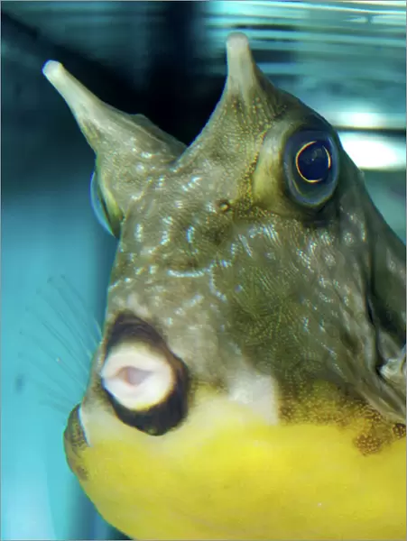 Yellow Boxfish, Trunk /  Cowfish. Indo-Pacific reefs