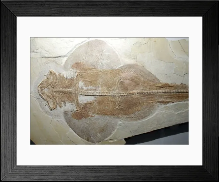 Framed Print : Fossil Banjo Ray. Jura, Germany. Jurassic Framed Print : Fossil Banjo Ray. Jura, Germany. Jurassic