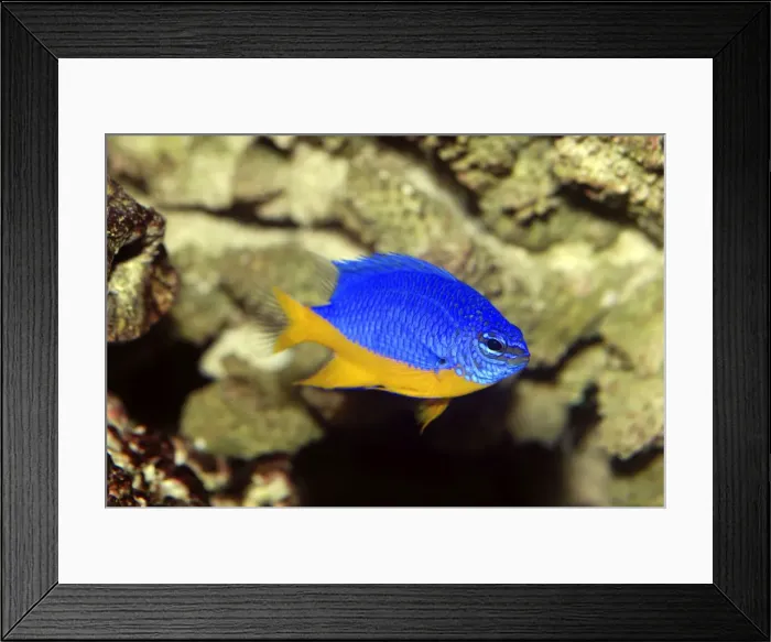Framed Print : Blue / Caerulean Damselfish - coral reefs Red Sea, western Indian Ocean and western Pacific Framed Print : Blue / Caerulean Damselfish - coral reefs Red Sea, western Indian Ocean and western Pacific