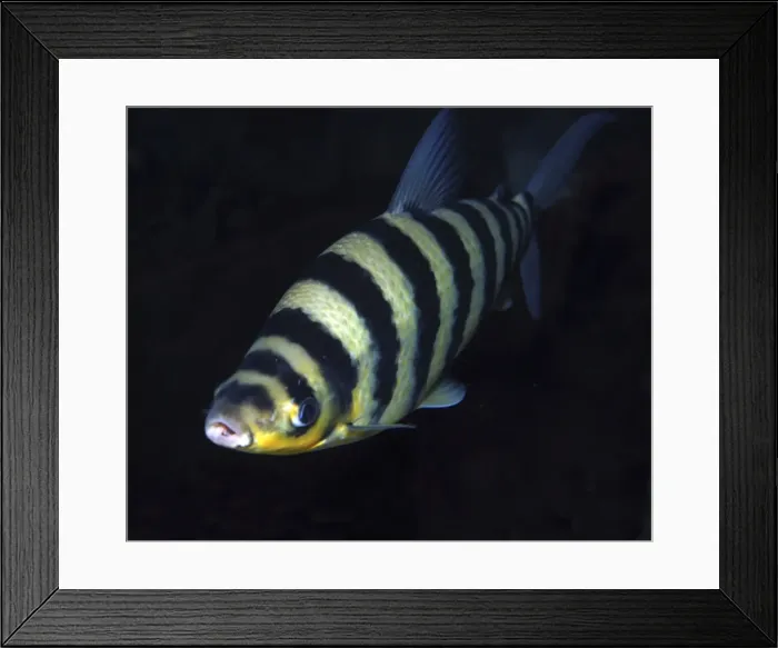 Framed Print : Black-banded Leporinus - Freshwater,s America: Amazon Basin Framed Print : Black-banded Leporinus - Freshwater,s America: Amazon Basin