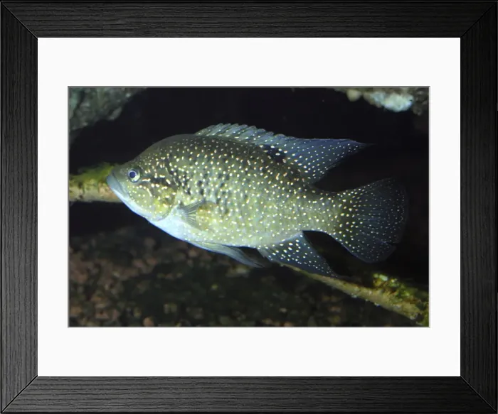 Framed Print : Madagascan Cichlid - Tilapia - Nosivolo River, Madagascar Framed Print : Madagascan Cichlid - Tilapia - Nosivolo River, Madagascar