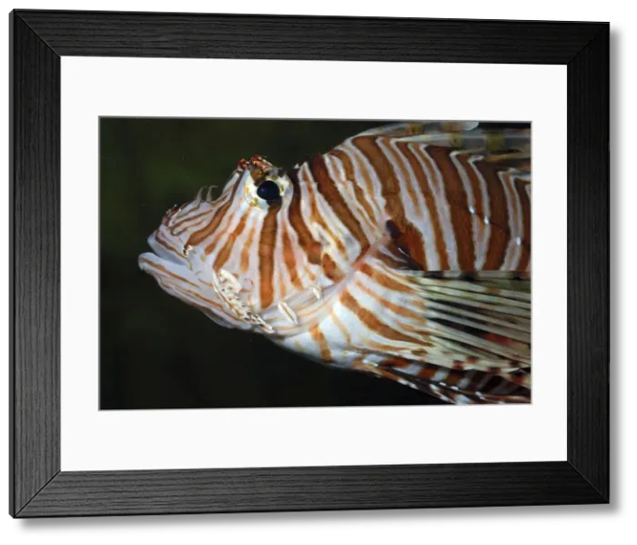 Framed Print : Red Lion Fish / Dragonfish - reefs South West Pacific Framed Print : Red Lion Fish / Dragonfish - reefs South West Pacific