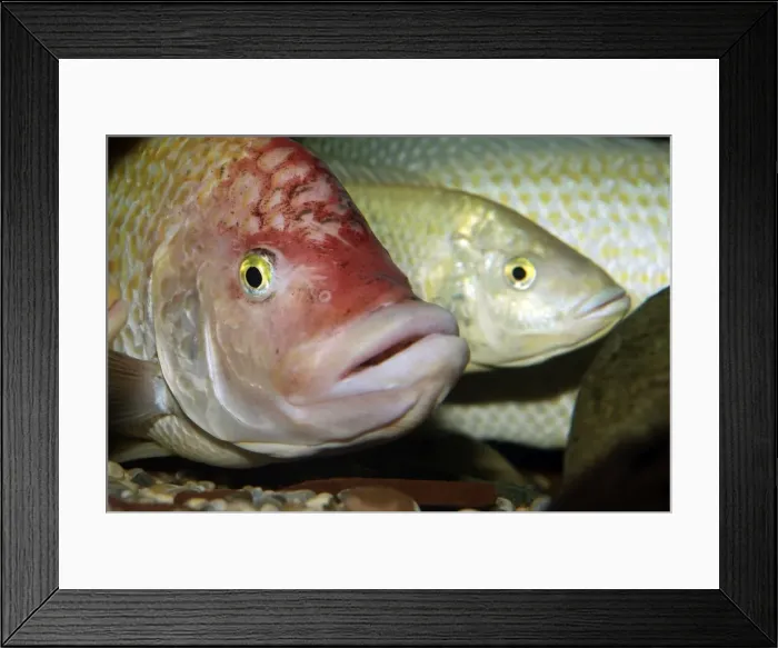 Framed Print : Pink Tilapia Fish - domsticated form bred in captivity Framed Print : Pink Tilapia Fish - domsticated form bred in captivity