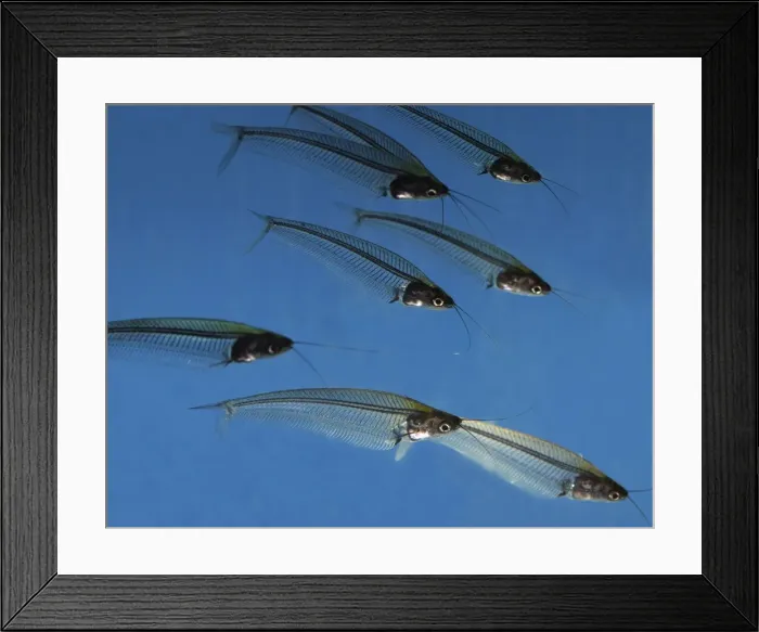 Framed Print : Striped Glass Catfish- shady running waters in Malaysia and Thailand Framed Print : Striped Glass Catfish- shady running waters in Malaysia and Thailand