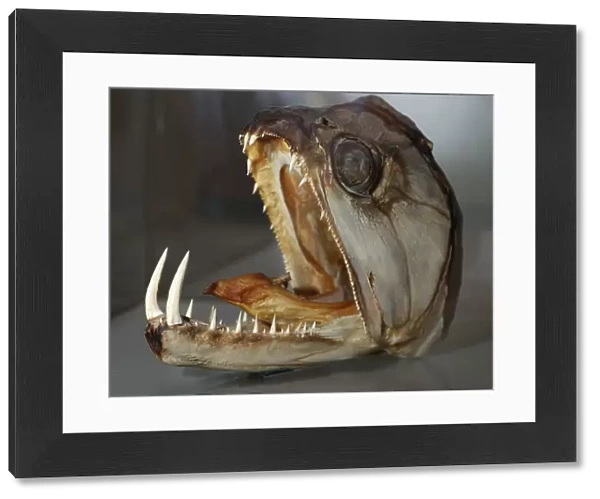 Sabre-tooth Fish - skull - Freshwaters Amazon Basin