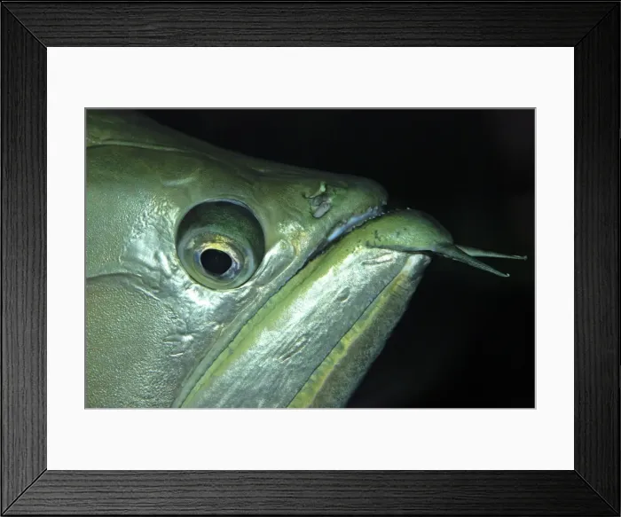 Framed Print : Arawana Fish - tropical freshwaters, South America Framed Print : Arawana Fish - tropical freshwaters, South America