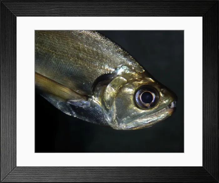 Framed Print : Sabre-tooth Fish - Freshwaters Amazon Basin Framed Print : Sabre-tooth Fish - Freshwaters Amazon Basin