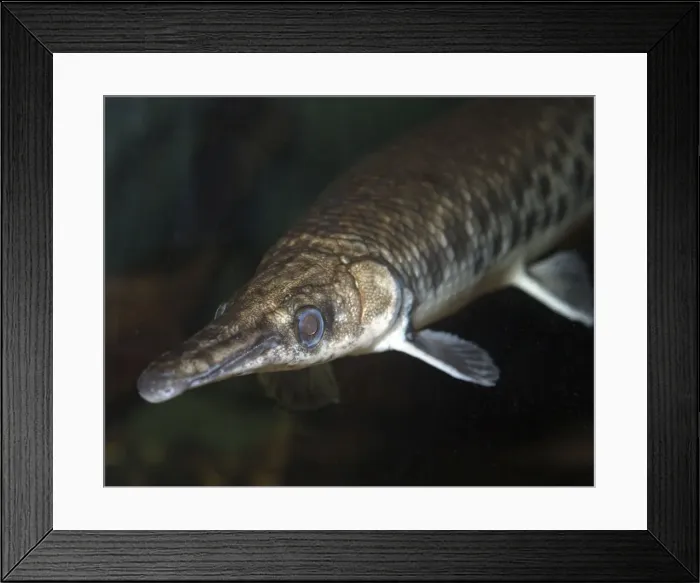 Framed Print : Short Nosed Gar Pike - Freshwaters, North America Framed Print : Short Nosed Gar Pike - Freshwaters, North America
