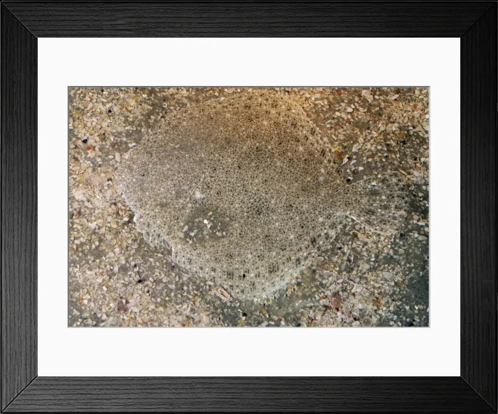 Framed Print : Brill - North Sea and Mediterranean coasts. Colour matches the sea bed and the fish also allows sand to settle on it as camouflage Framed Print : Brill - North Sea and Mediterranean coasts. Colour matches the sea bed and the fish also allows sand to settle on it as camouflage
