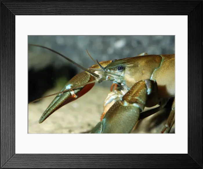 Framed Print : White Clawed Native Crayfish now endangered in British waters due to fungal disease from introduced American crayfish Priority Species on UK BAP Framed Print : White Clawed Native Crayfish now endangered in British waters due to fungal disease from introduced American crayfish Priority Species on UK BAP