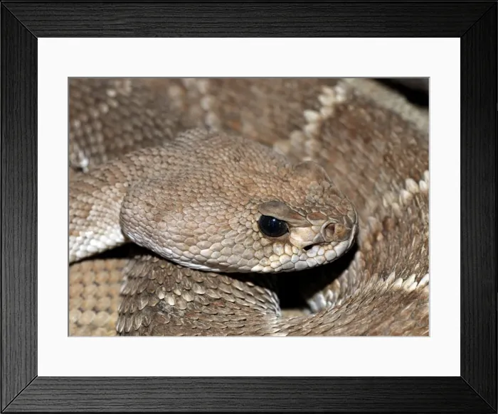 Framed Print : Red Diamond-backed Rattlesnake Framed Print : Red Diamond-backed Rattlesnake