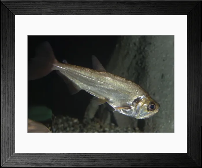 Framed Print : Sabre-tooth fish - freshwaters, Amazon basin Framed Print : Sabre-tooth fish - freshwaters, Amazon basin