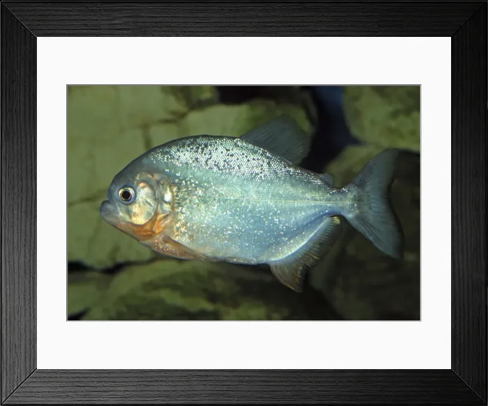Framed Print : Piranha - freshwaters South America Framed Print : Piranha - freshwaters South America