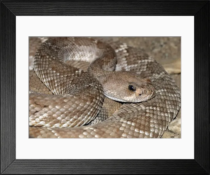Framed Print : Red Diamond-backed Rattlesnake