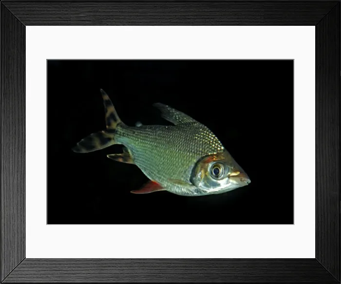 Framed Print : Black-banded Leporinus - Freshwater,s America: Amazon Basin Framed Print : Black-banded Leporinus - Freshwater,s America: Amazon Basin