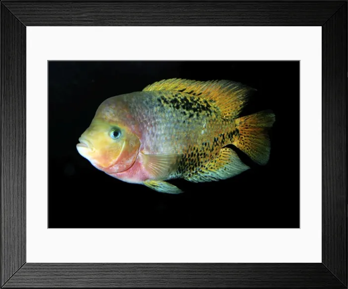 Framed Print : Central American Cichlid - Tropical freshwaters, Nicaragua Framed Print : Central American Cichlid - Tropical freshwaters, Nicaragua